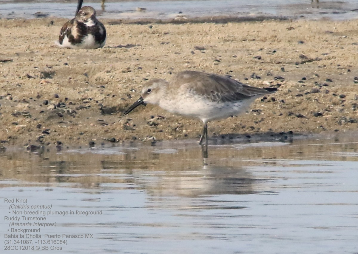 Red Knot - ML236675561