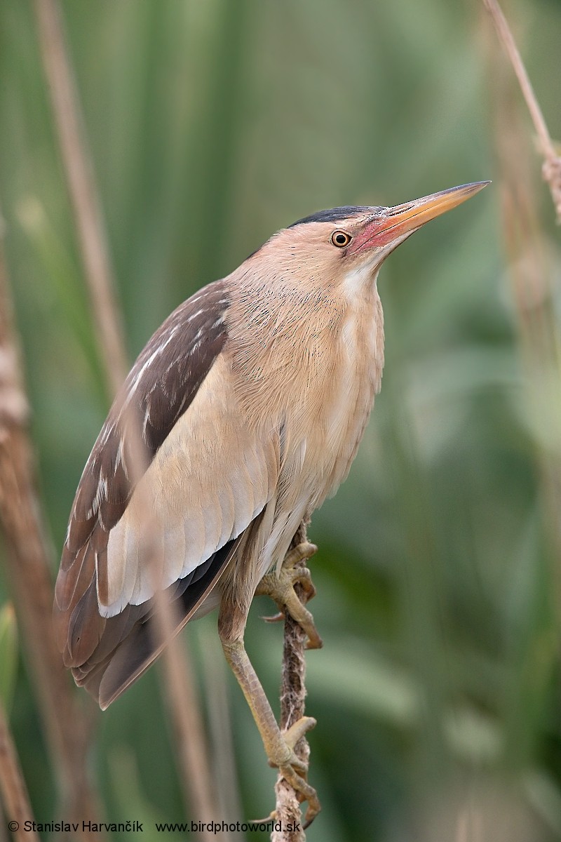 Little Bittern - ML236675781