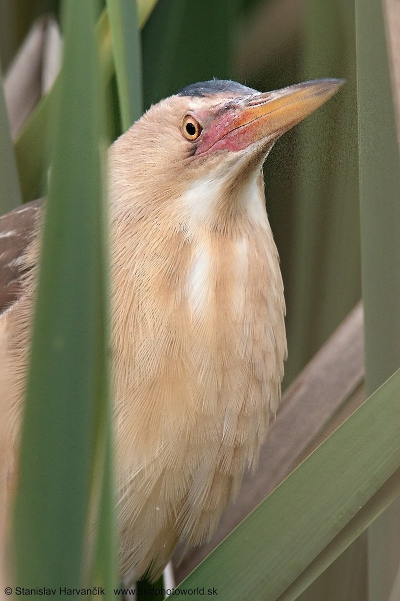 Little Bittern - ML236675801