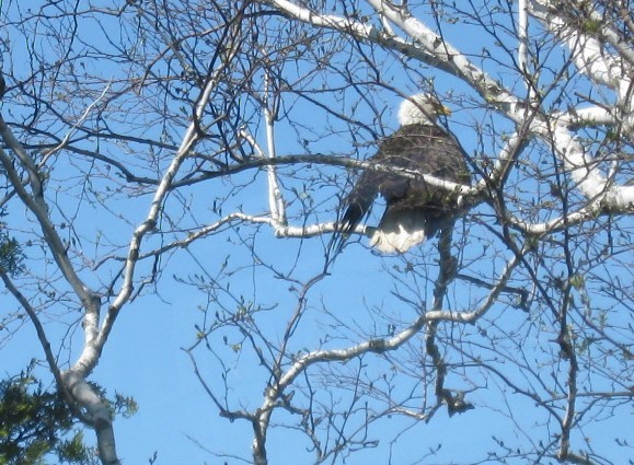 Weißkopf-Seeadler - ML236677271