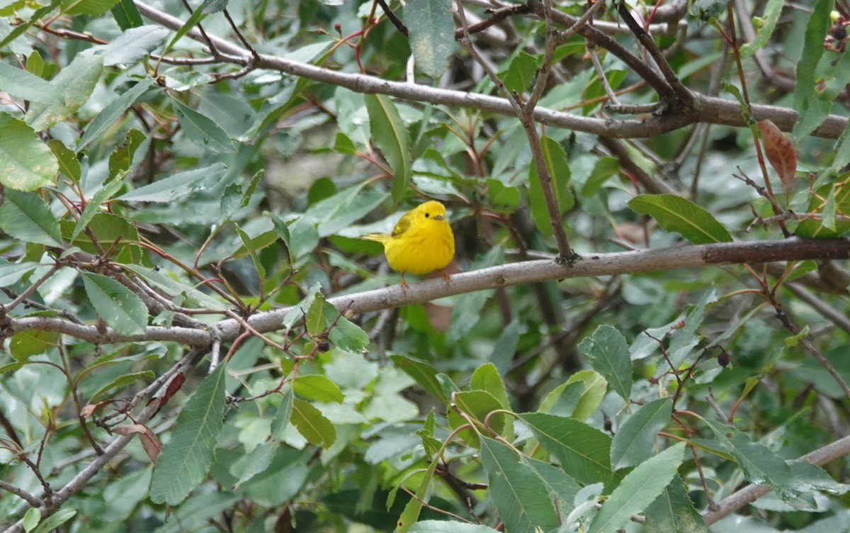 Yellow Warbler - ML236678371