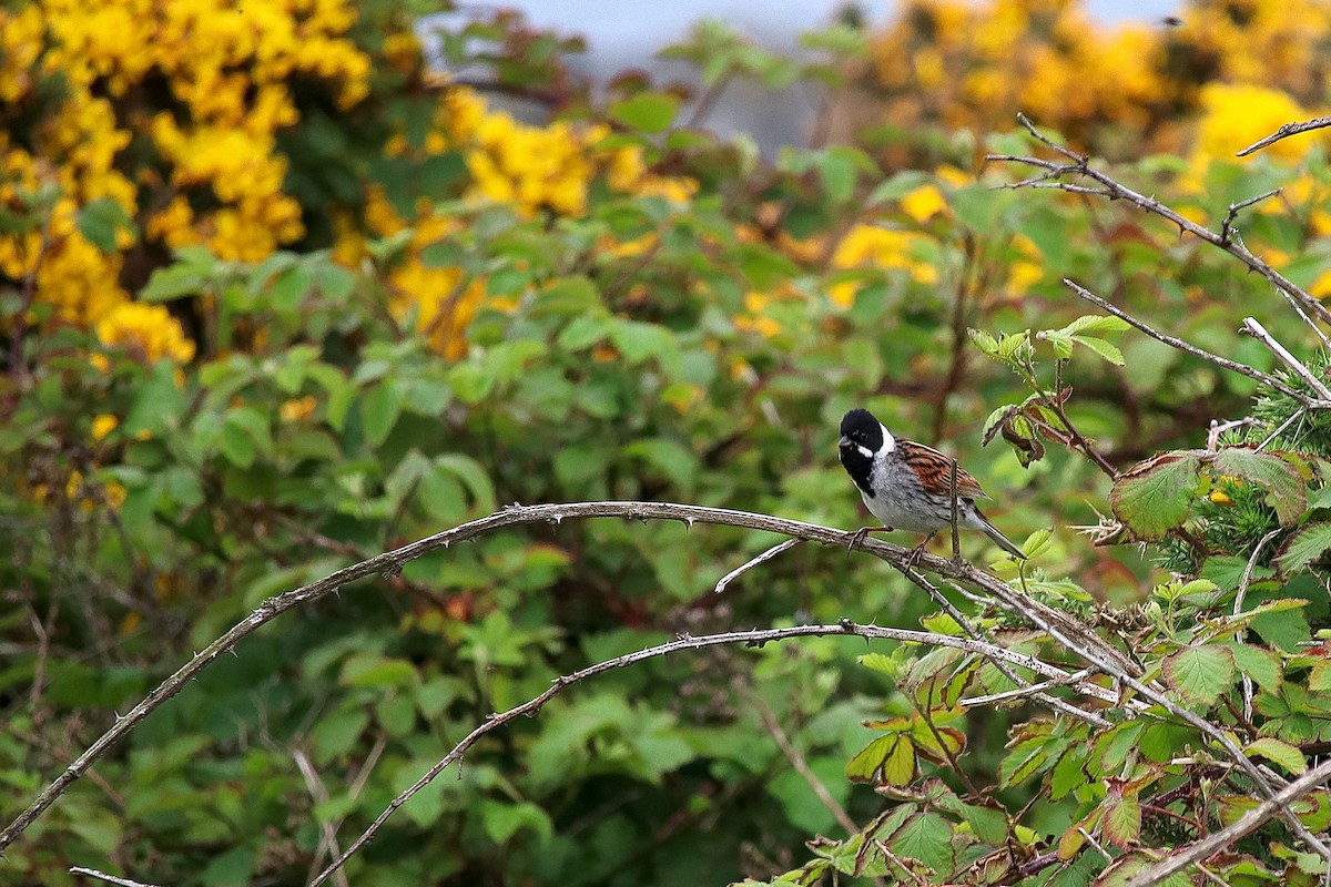 Reed Bunting - David Conn