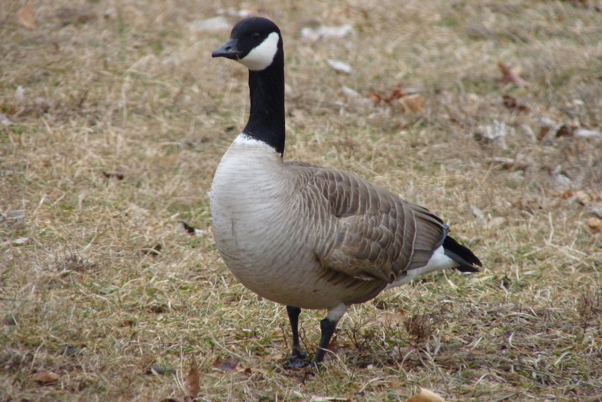 Cackling Goose - ML23667991