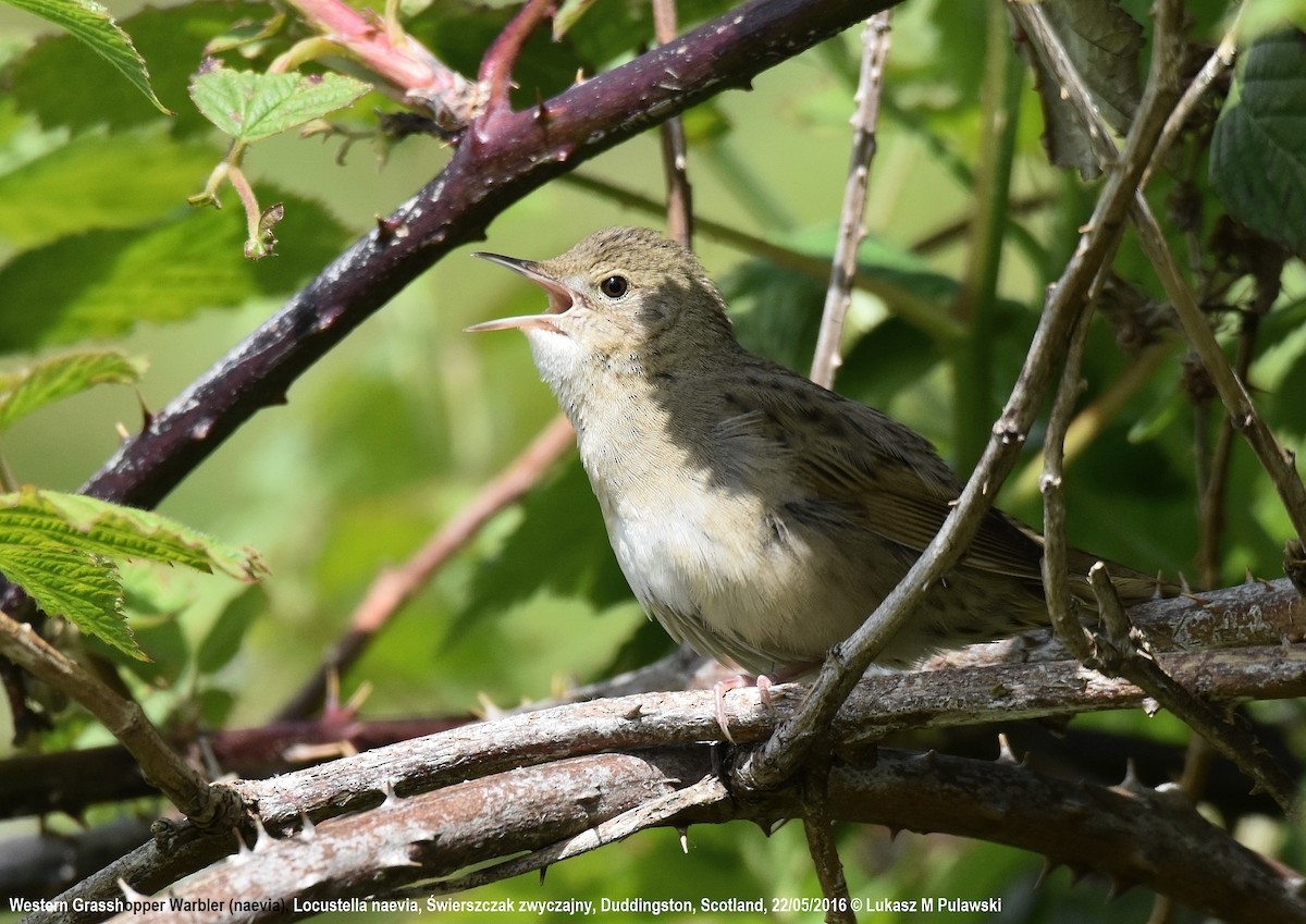 Common Grasshopper Warbler - ML236680081