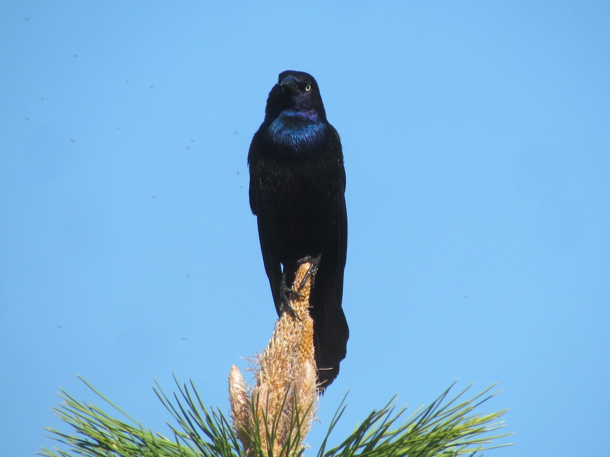 Common Grackle - ML236681141