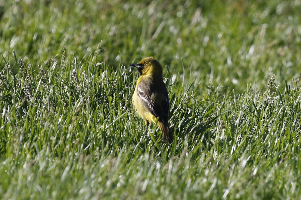 Orchard Oriole - ML236681401