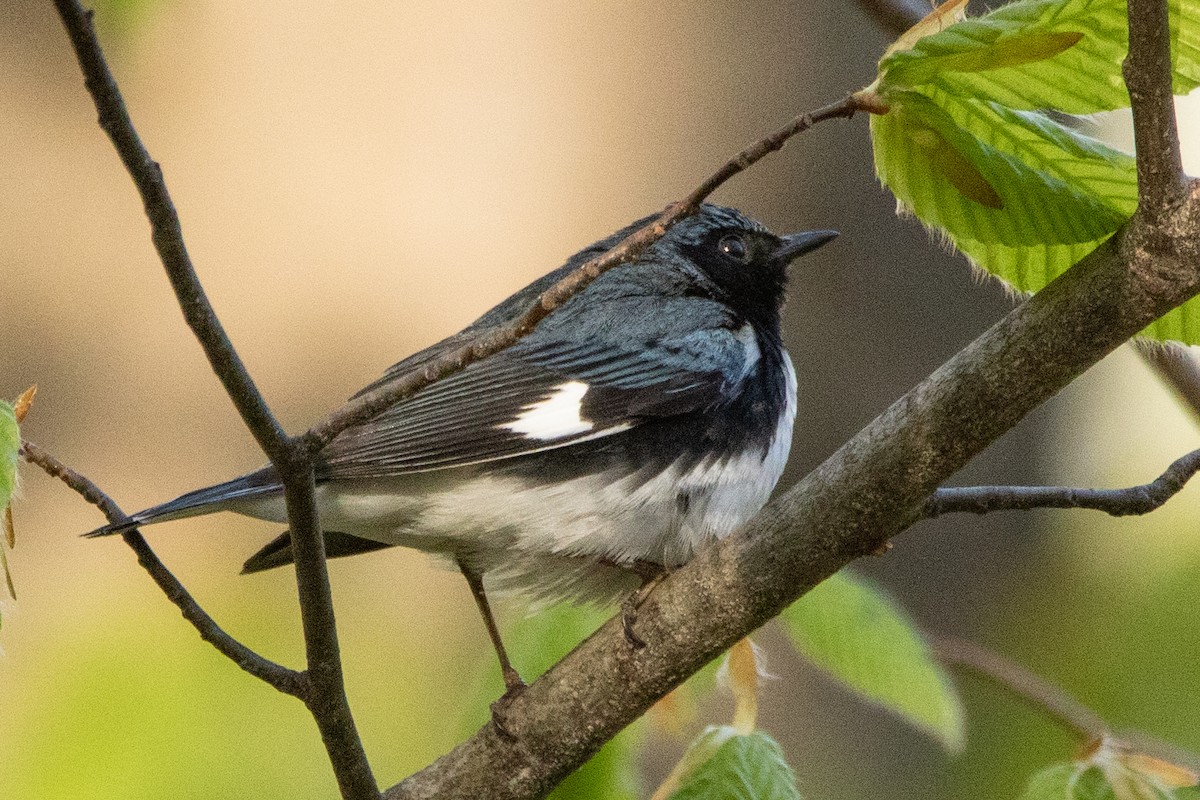 Black-throated Blue Warbler - Jeff Hullstrung