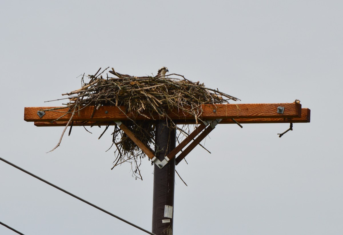 Osprey - ML236682541