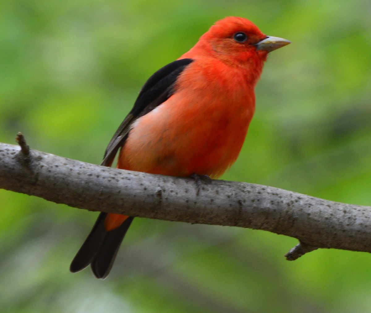 Scarlet Tanager - ML236682611