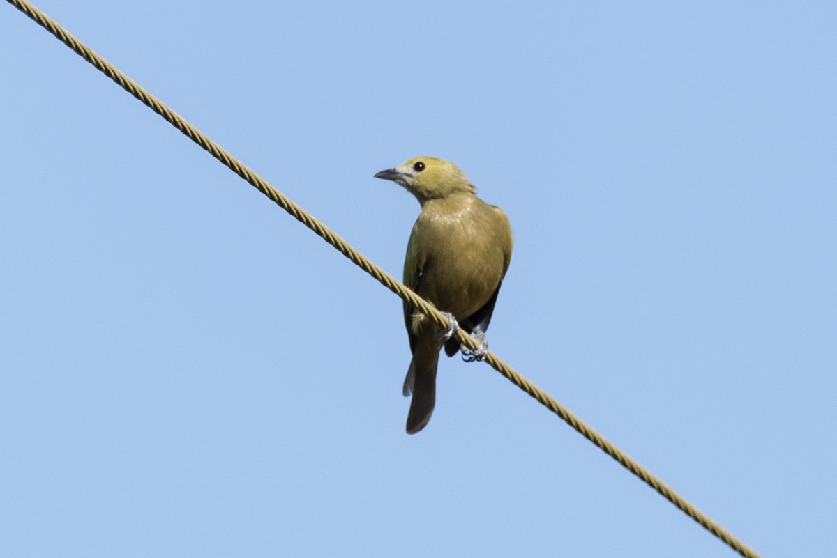 Palm Tanager - ML236684111