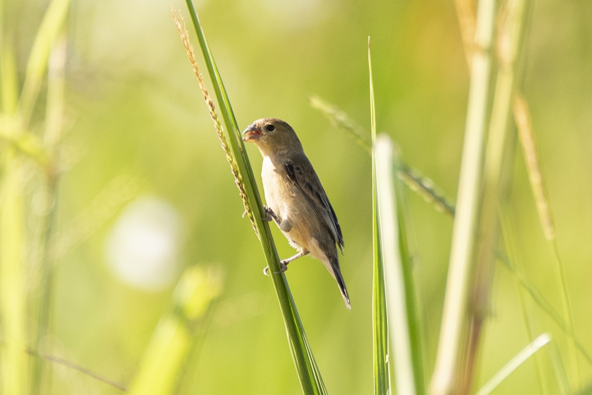 Copper Seedeater - ML236684321