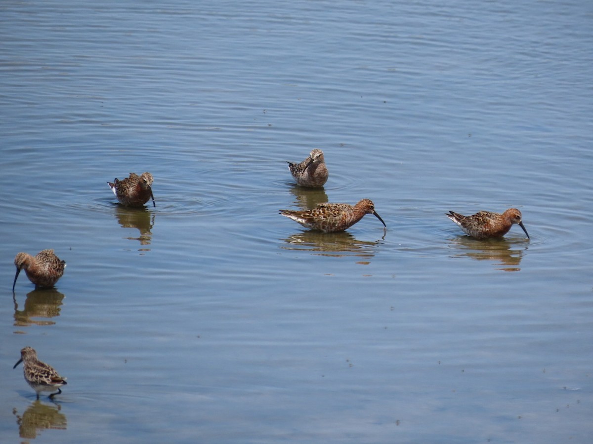 Curlew Sandpiper - Eldad Maymon