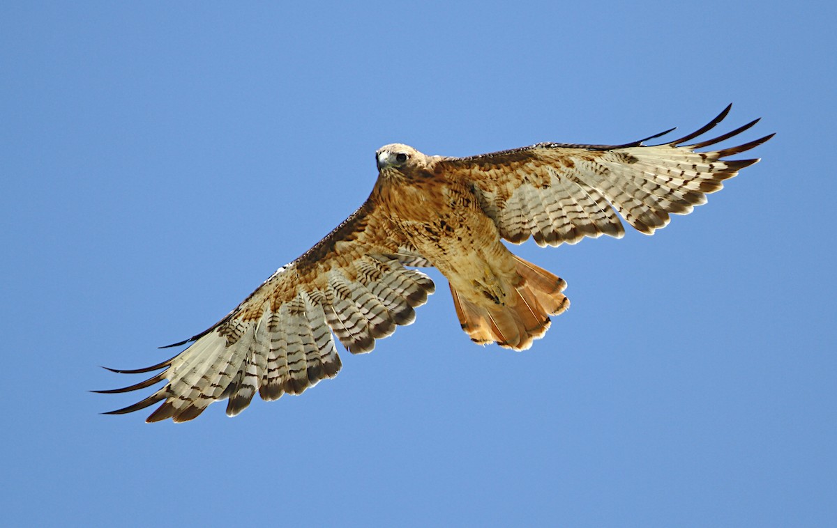 Red-tailed Hawk (calurus/alascensis) - Jerry Liguori