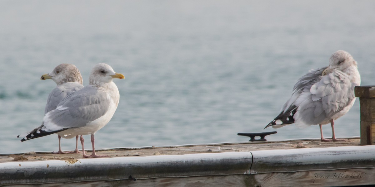 Iceland Gull (Thayer's) - ML23668681