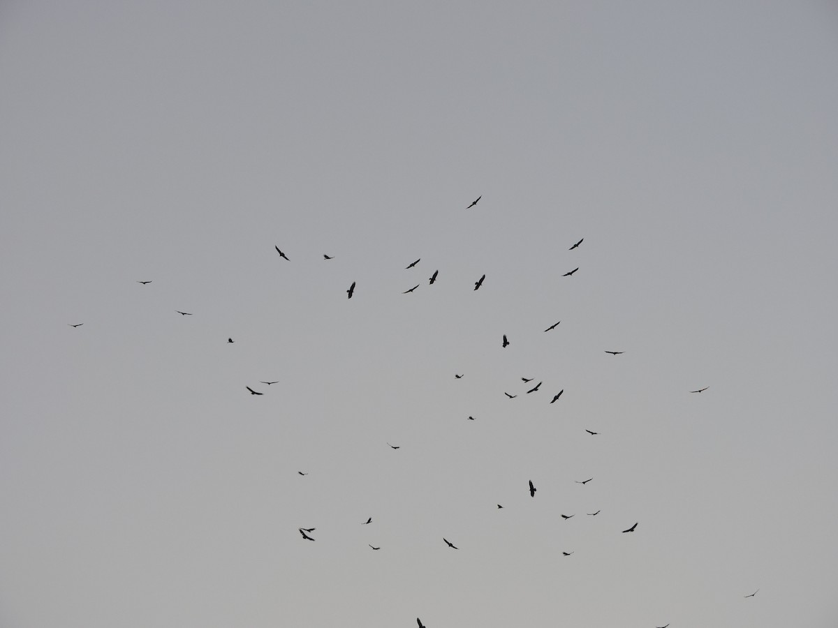 Turkey Vulture - ML236686911