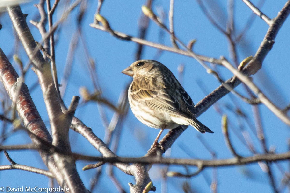 Purple Finch - David McCorquodale