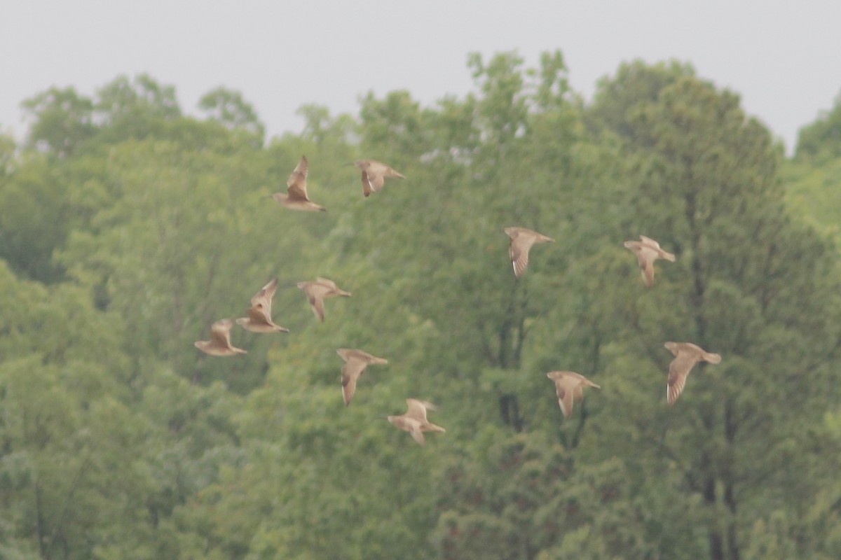 Whimbrel - ML236688011