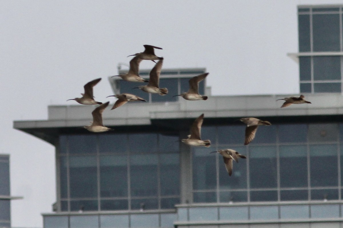 Whimbrel - ML236688021