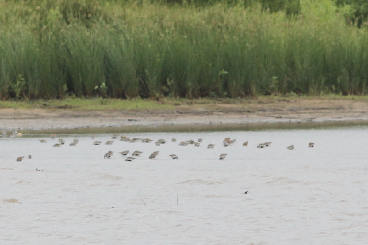 Dunlin - ML236688041