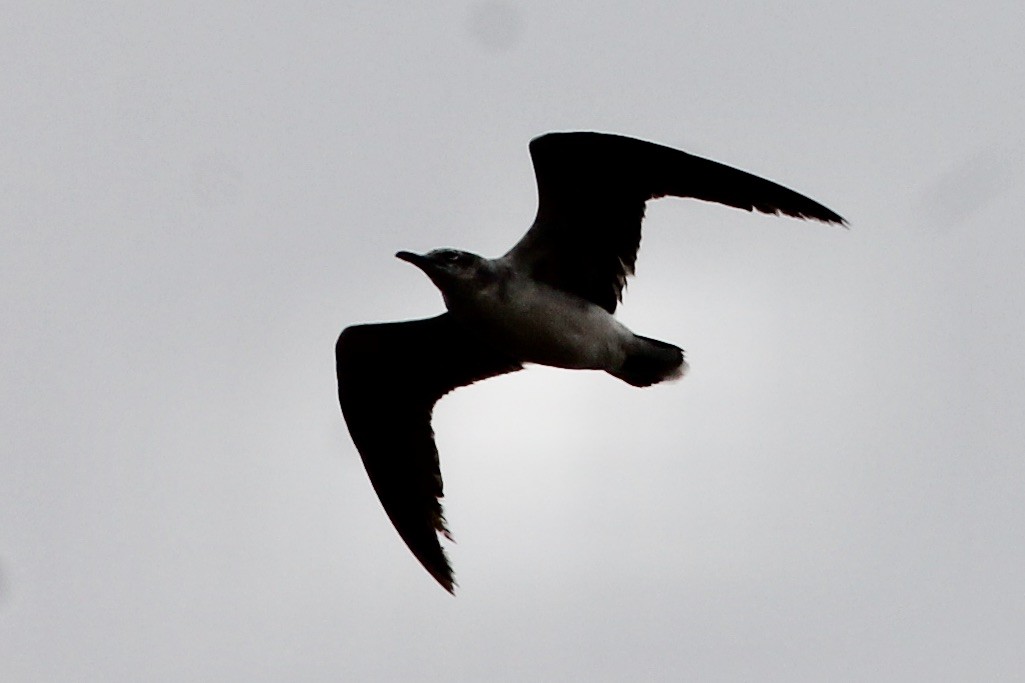 Mouette atricille - ML236688171