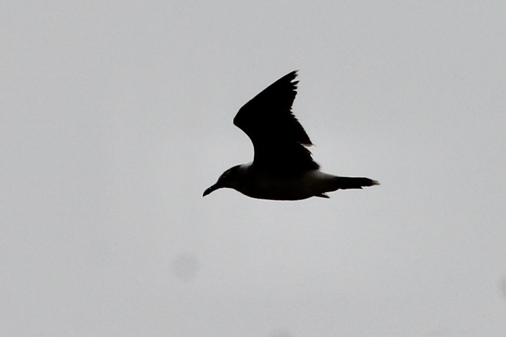 Gaviota Guanaguanare - ML236688181