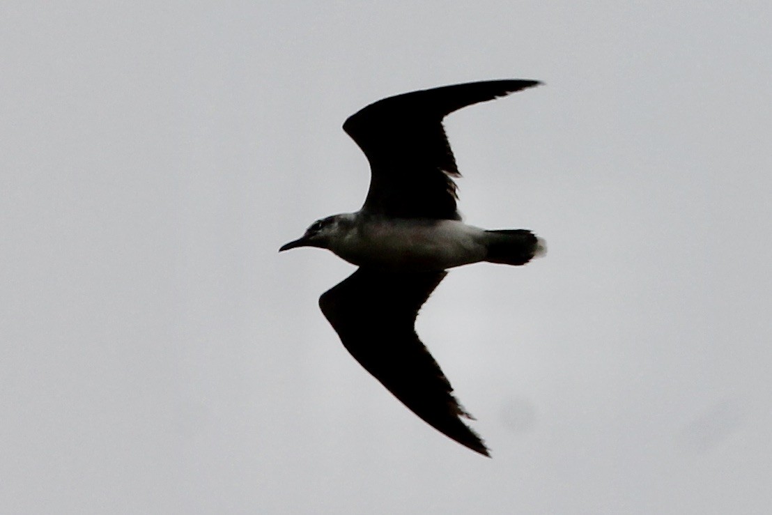 Mouette atricille - ML236688191