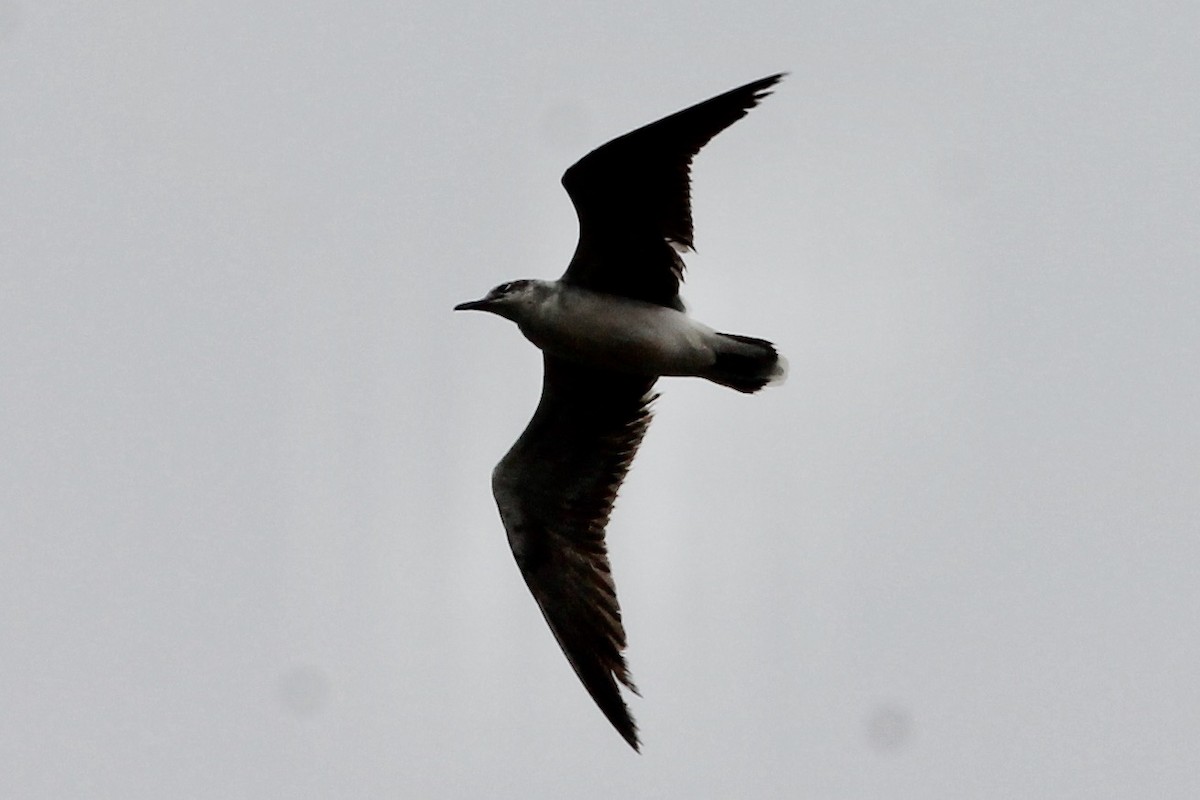 Mouette atricille - ML236688201