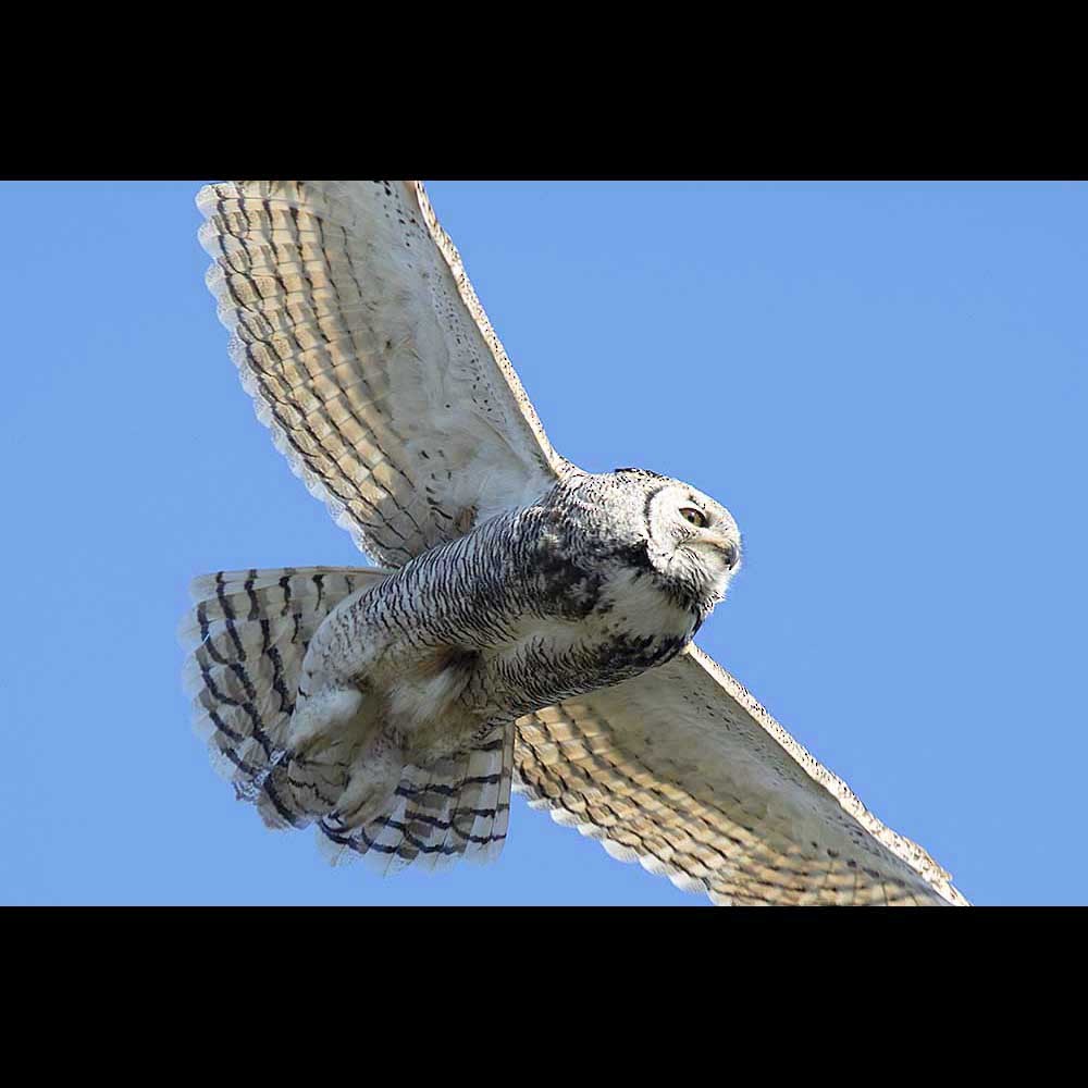 Great Horned Owl - ML236688281