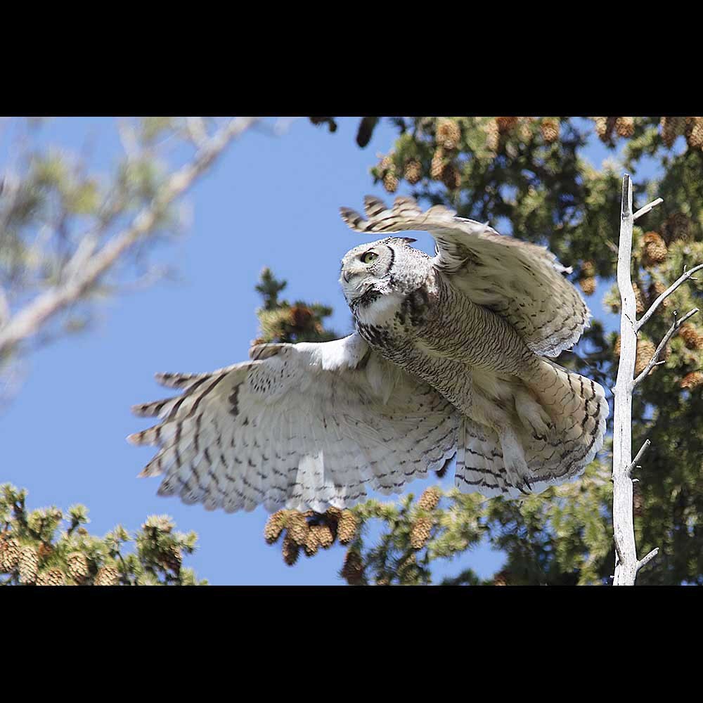 Great Horned Owl - ML236688291