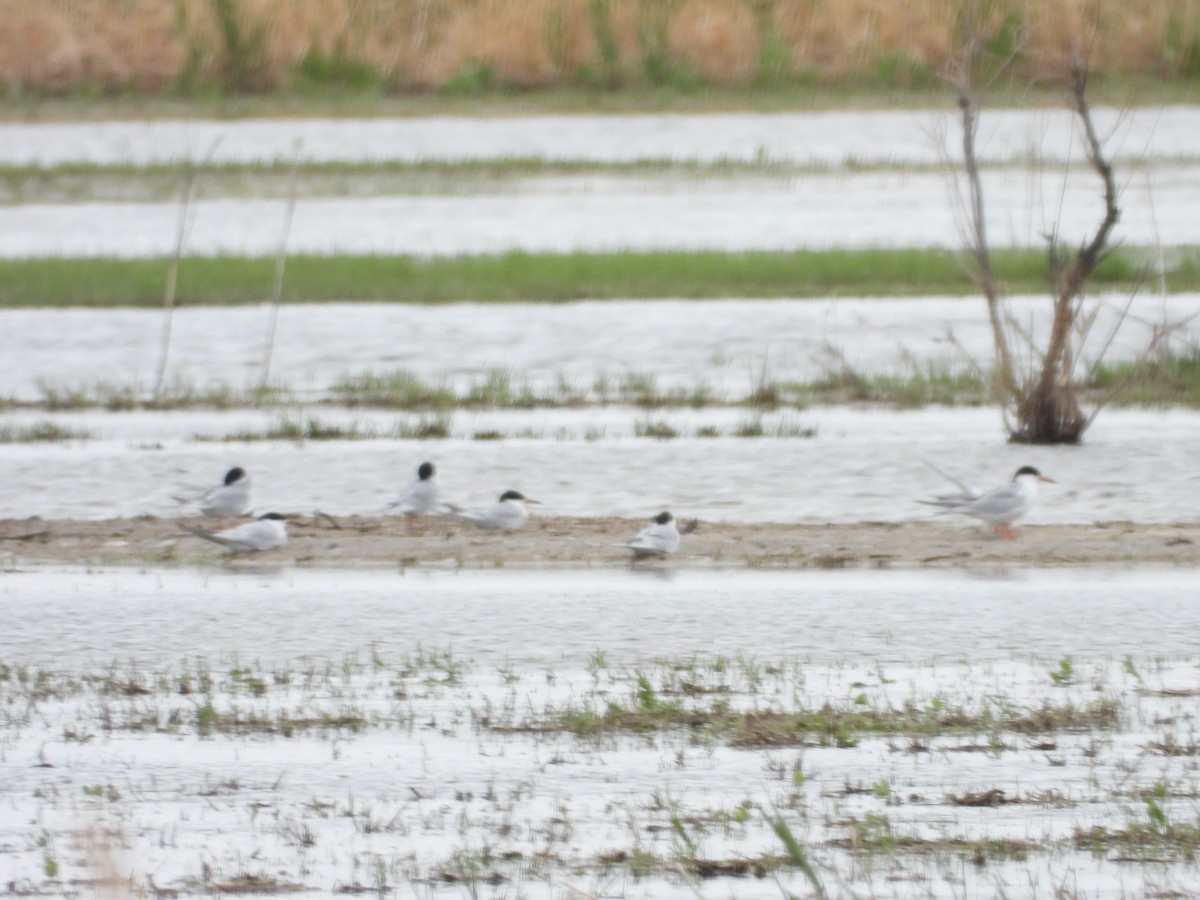 Forster's Tern - ML236688911