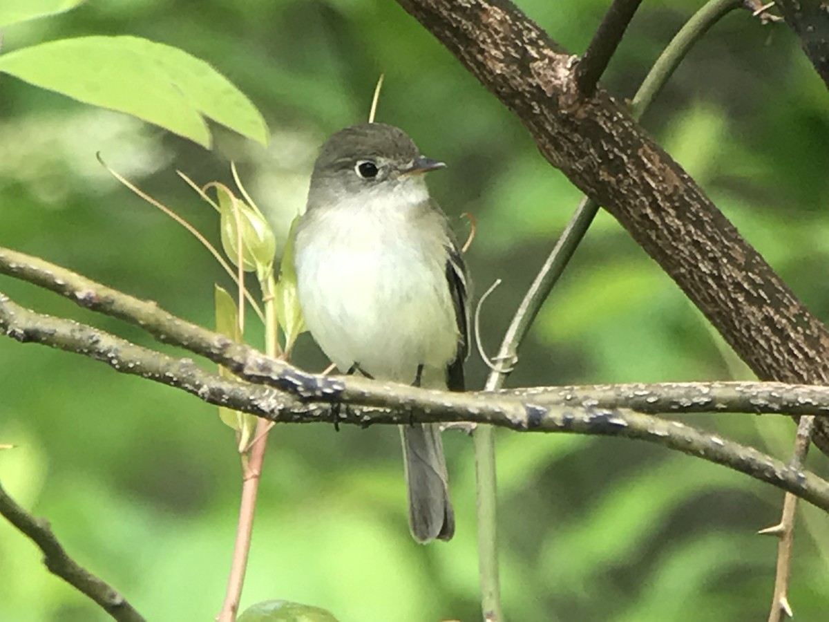 Least Flycatcher - Jason Horn