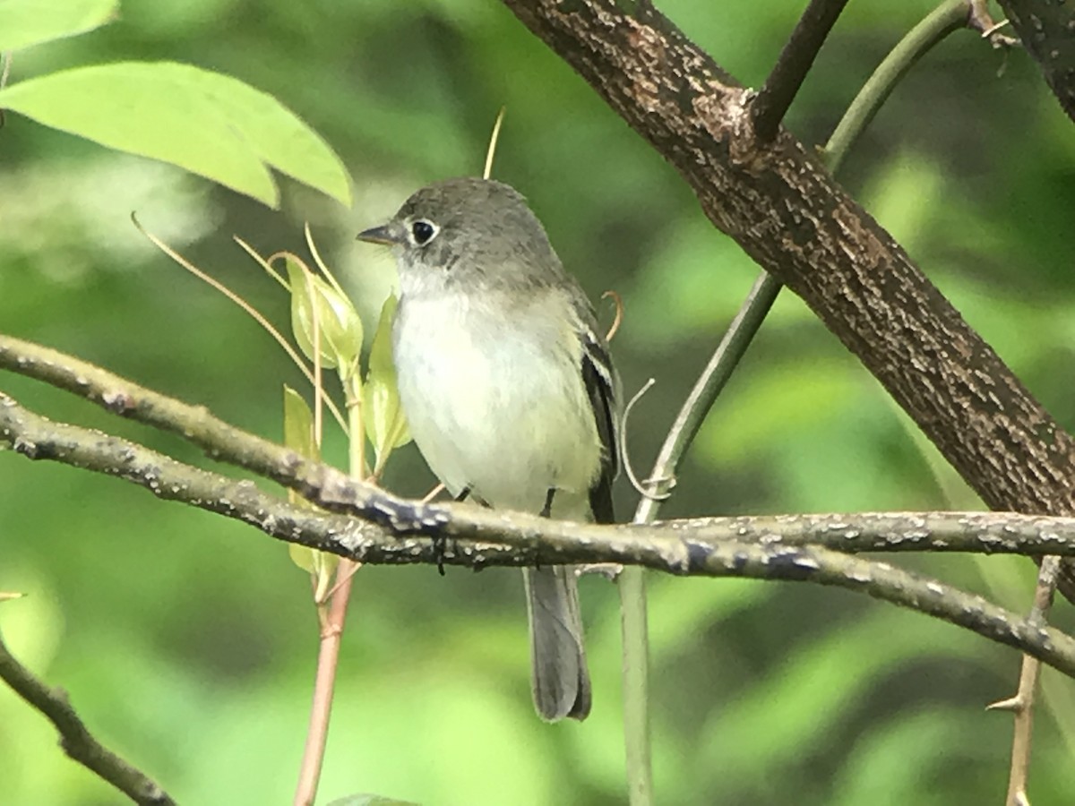 Least Flycatcher - Jason Horn