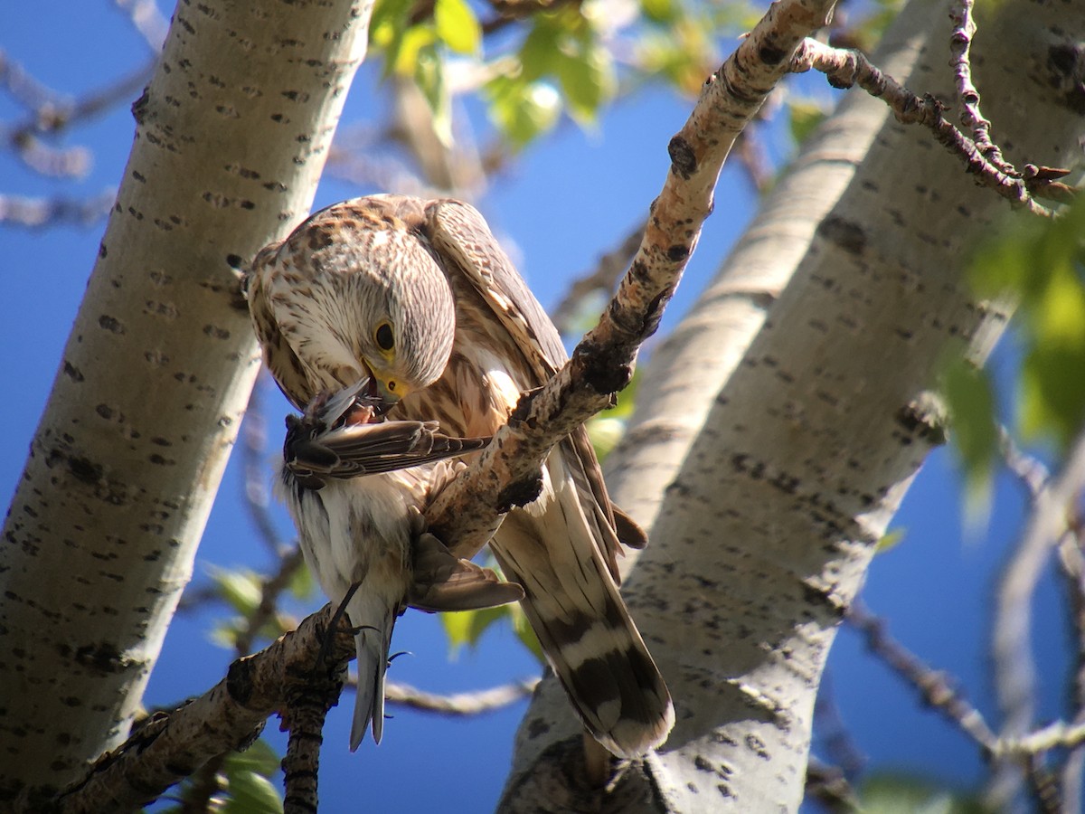 Belatz txikia - ML236693271