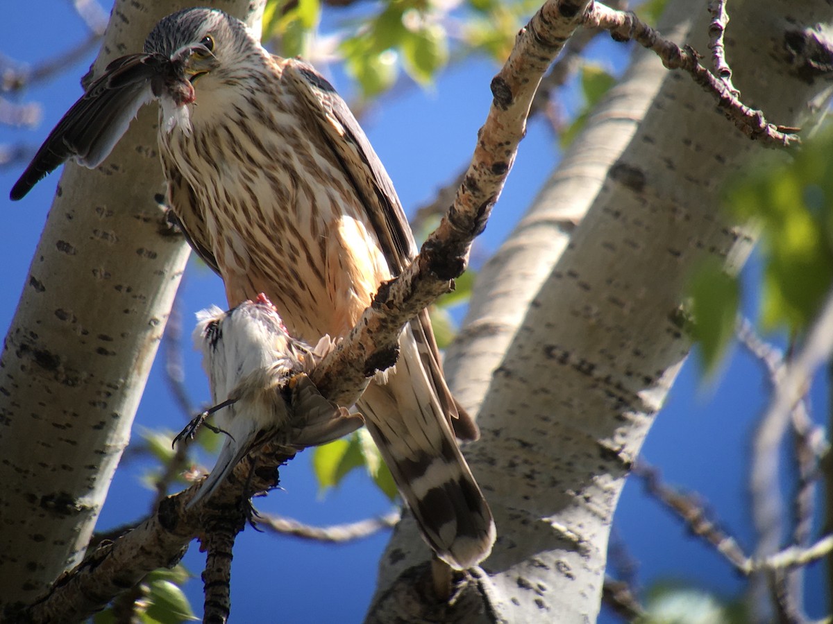 Belatz txikia - ML236693281