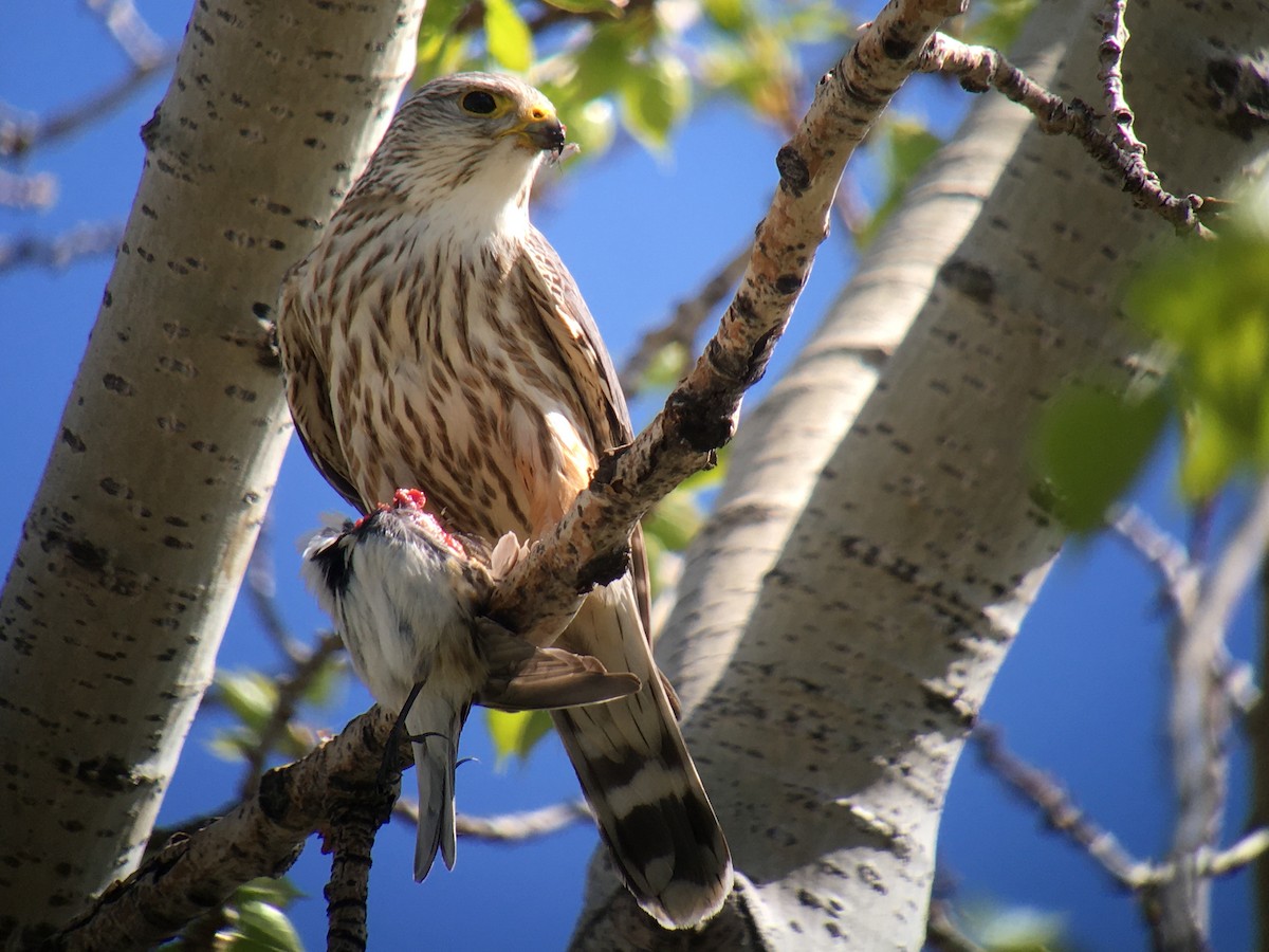 Belatz txikia - ML236693311