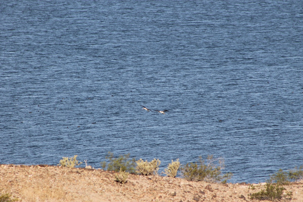 Blue-footed Booby - ML236693401