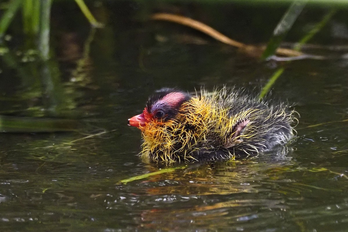 American Coot - ML236695441