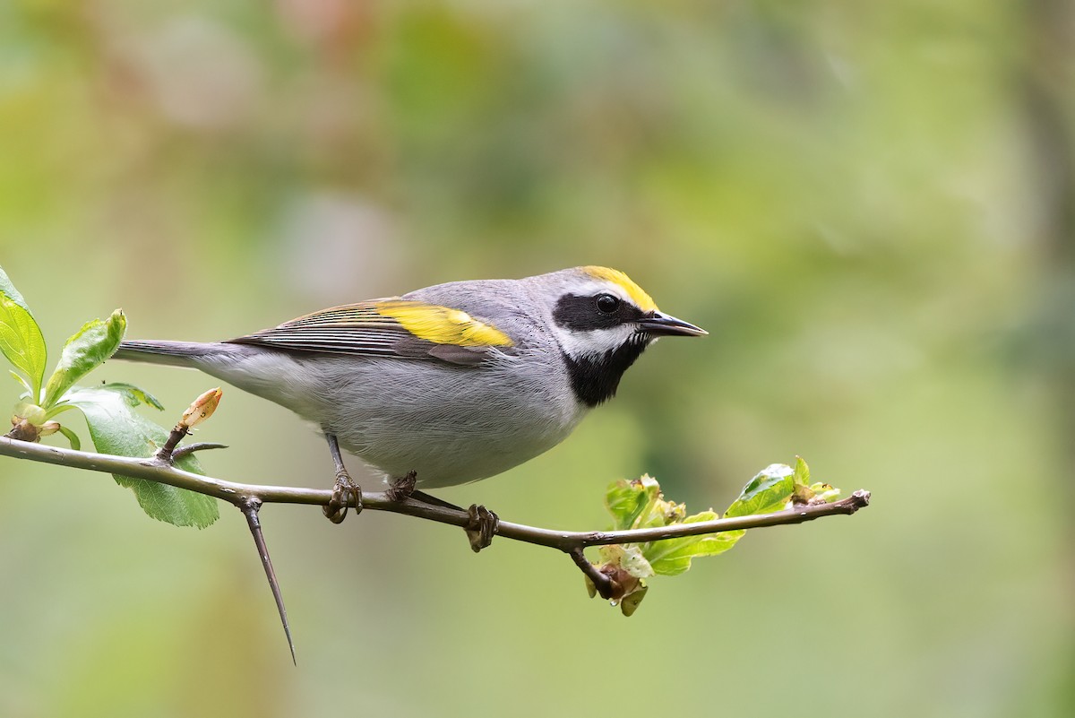 Golden-winged Warbler - Kevin Pero