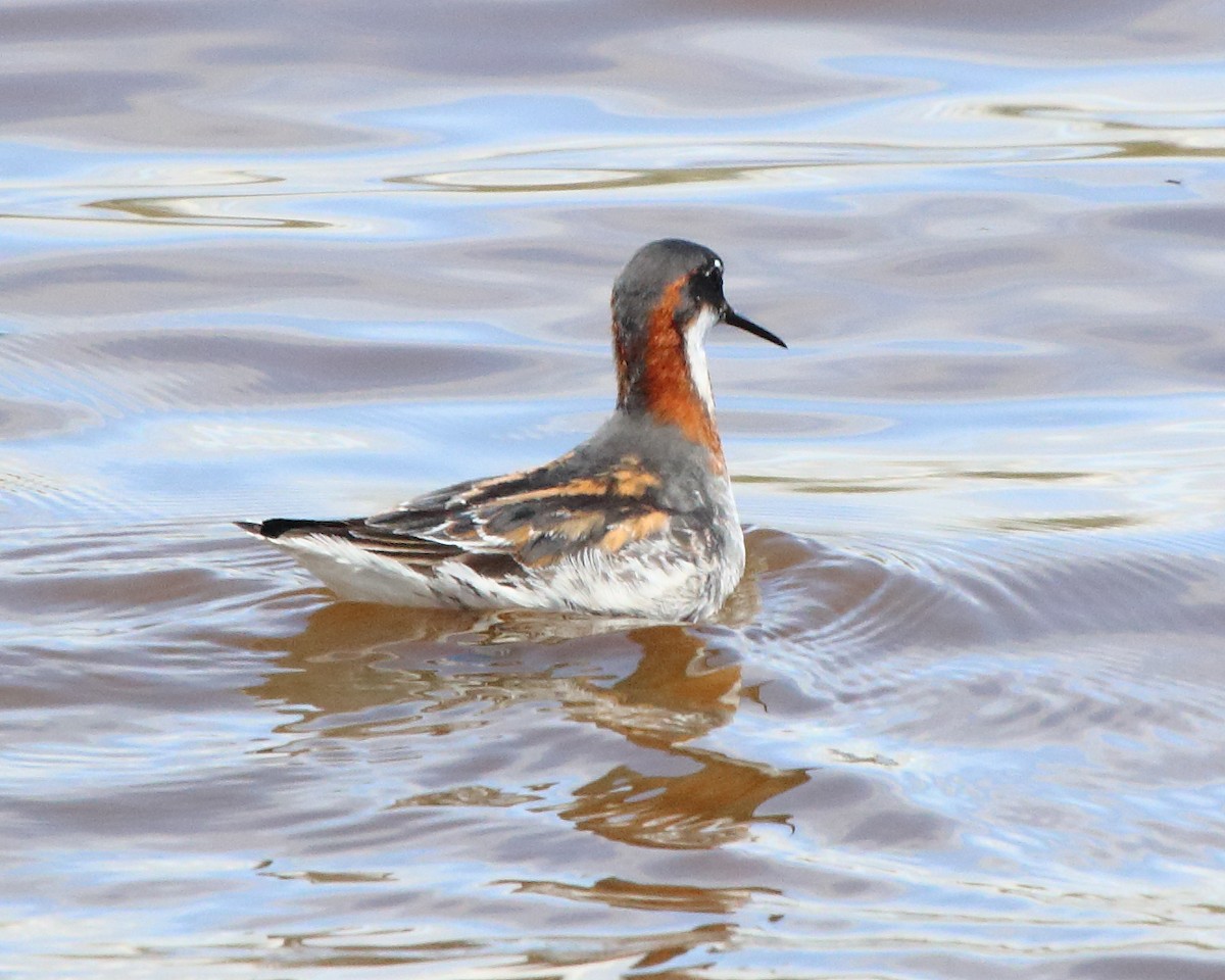 Phalarope à bec étroit - ML236697031