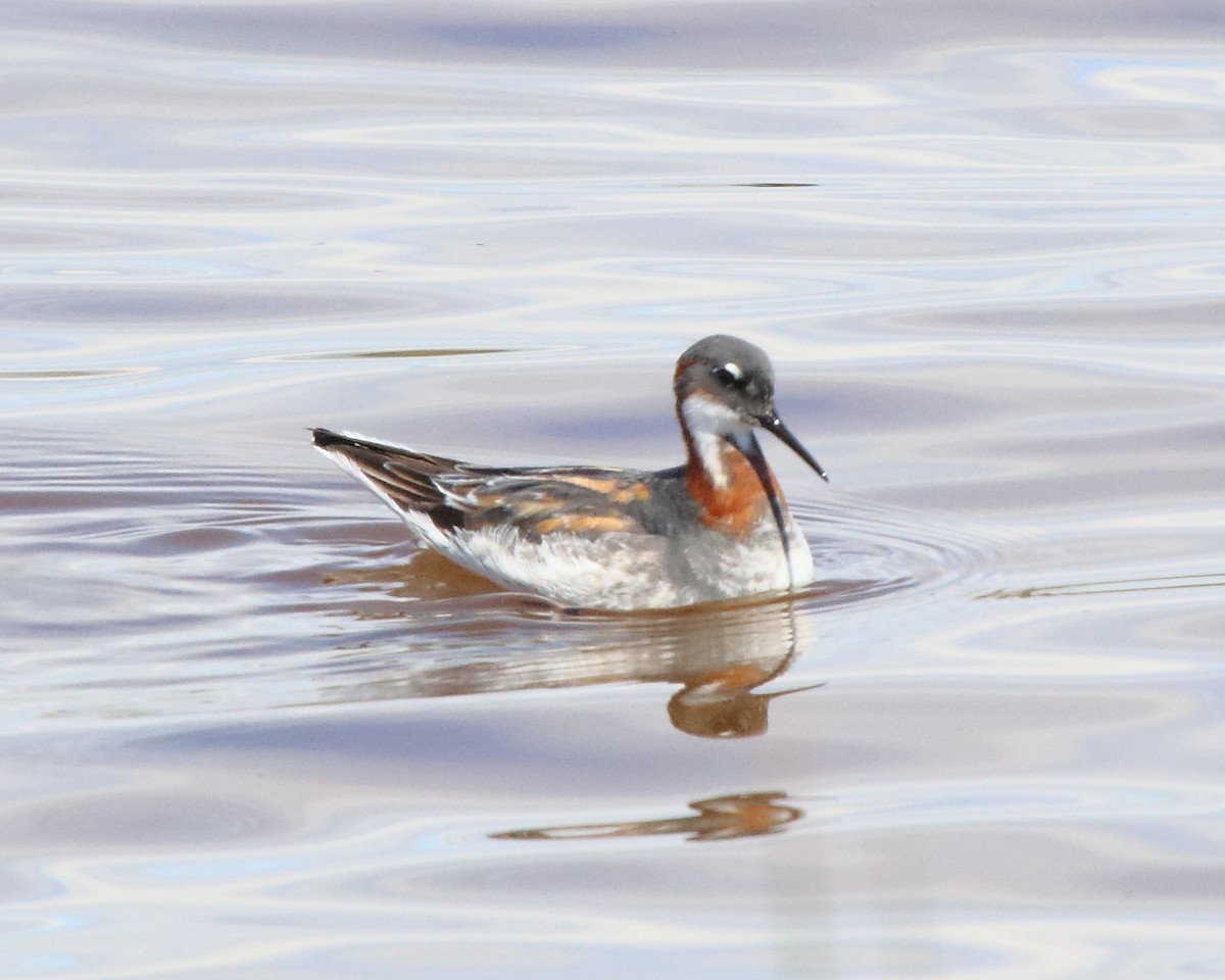 Red-necked Phalarope - ML236697041