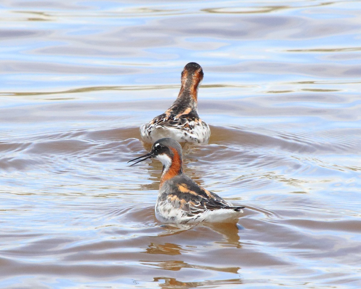 Red-necked Phalarope - Bob Starks