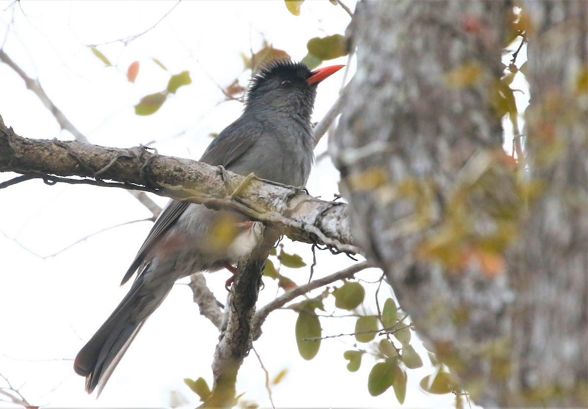 Malagasy Bulbul - ML236700031