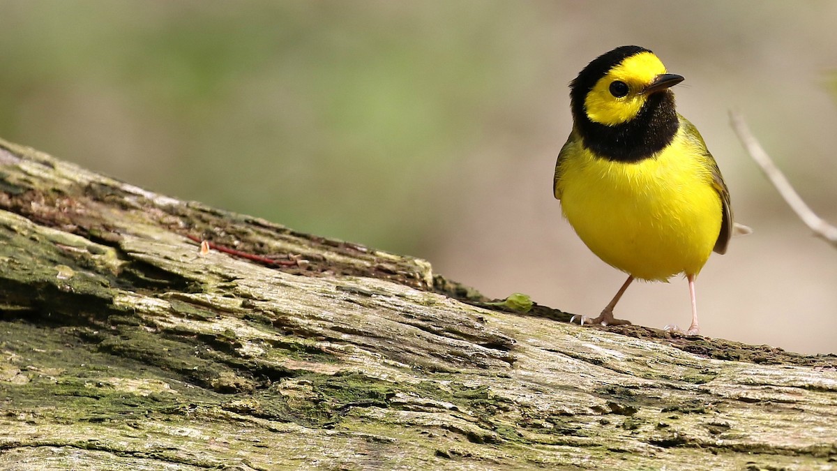 Hooded Warbler - ML236700111