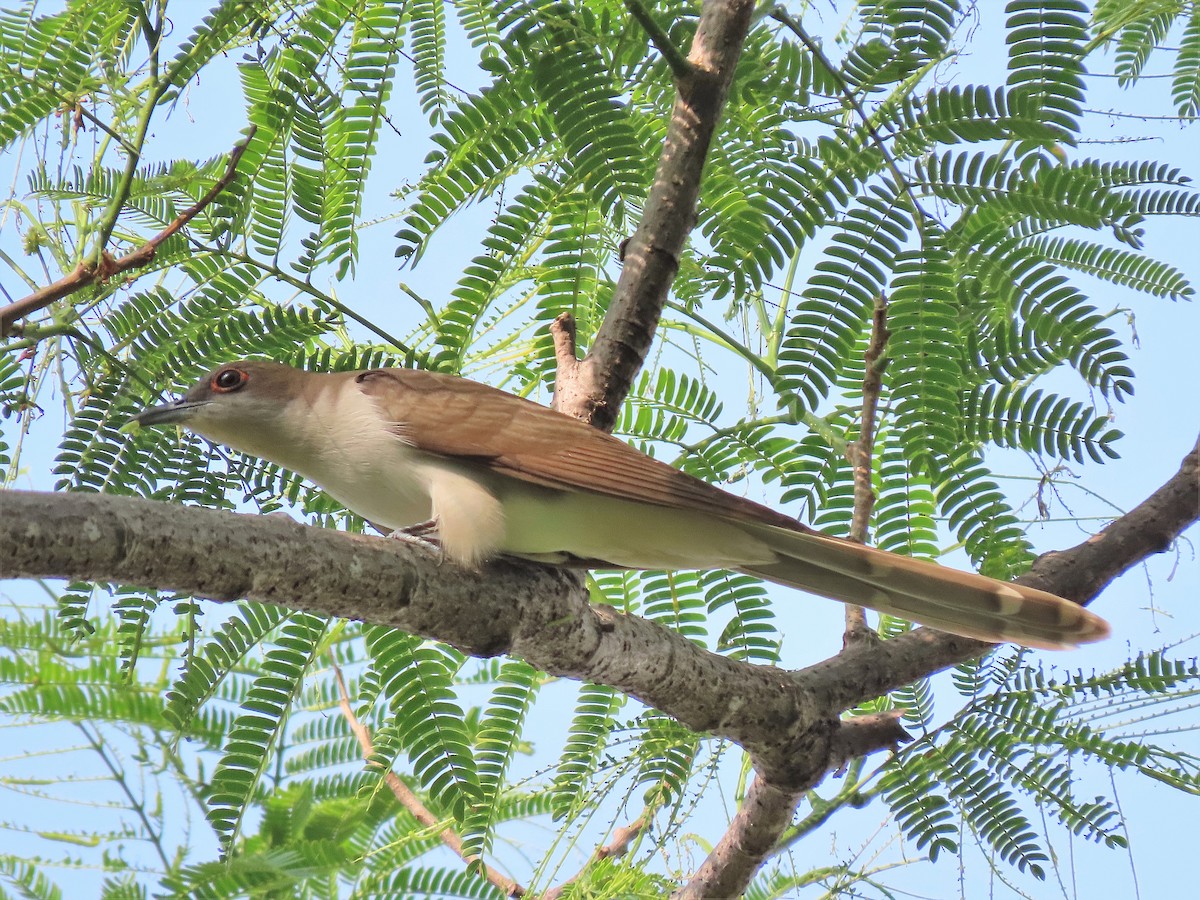 Black-billed Cuckoo - ML236701391