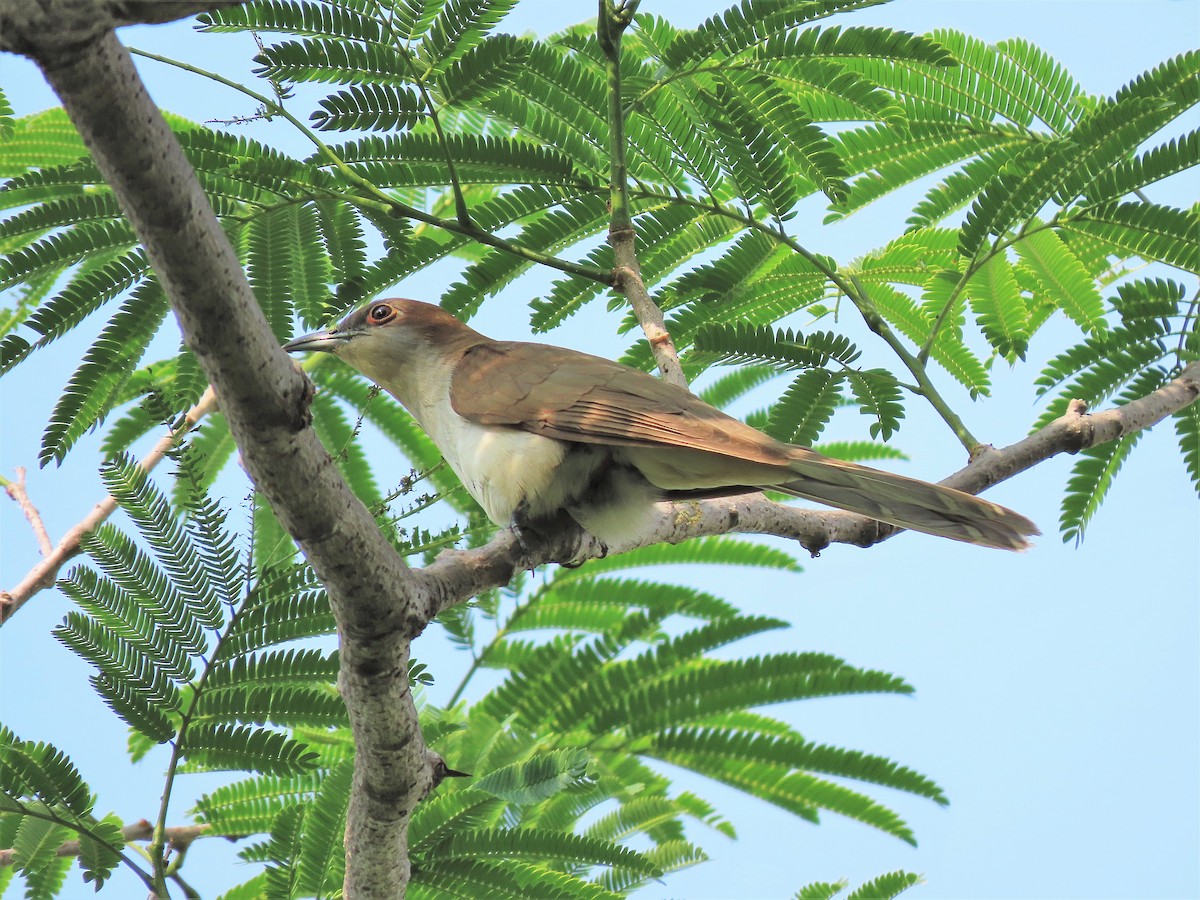 Black-billed Cuckoo - ML236701401