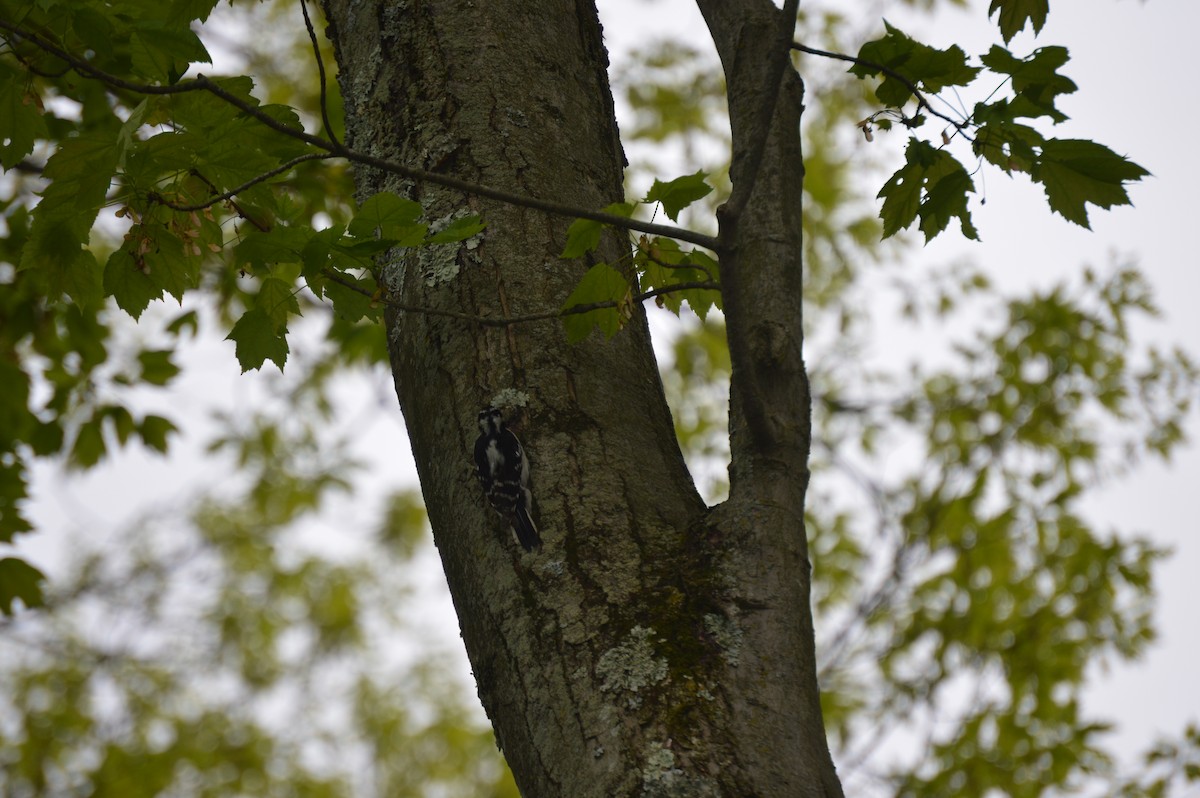 Downy Woodpecker - ML236702851