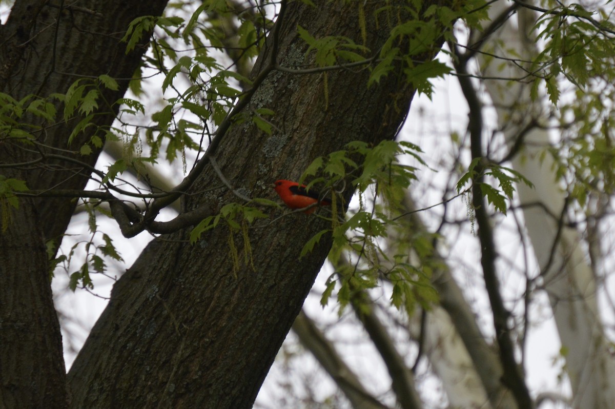 Scarlet Tanager - ML236702911