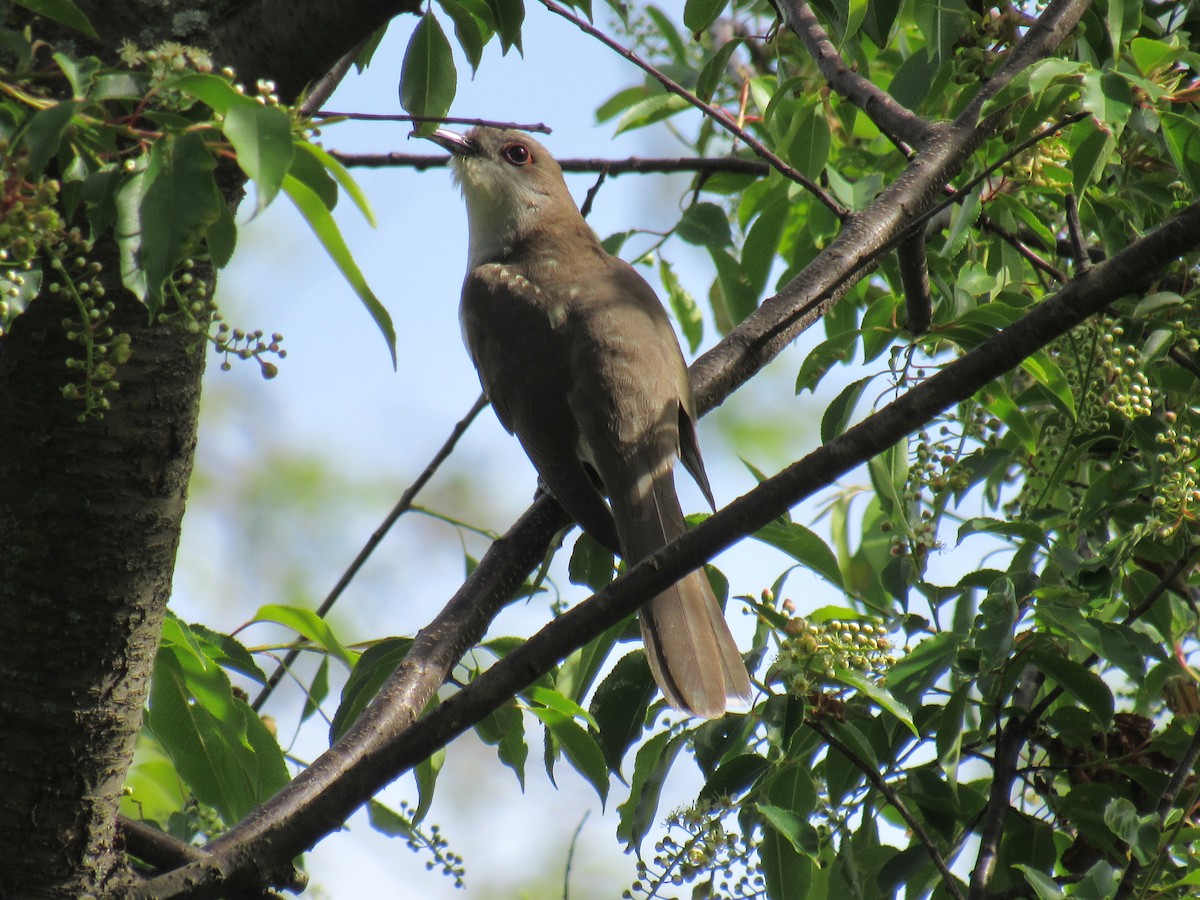 Cuclillo Piquinegro - ML236703771