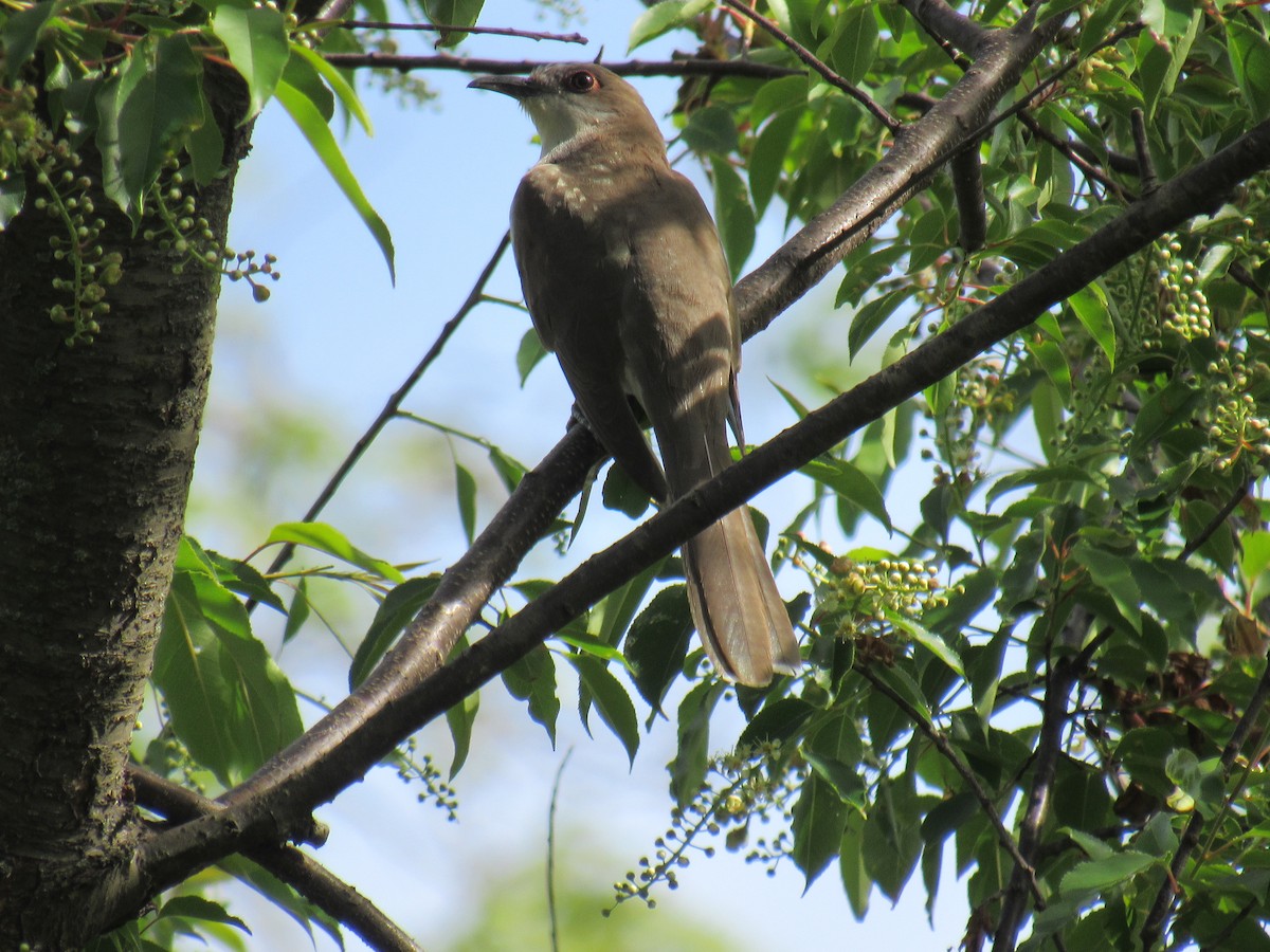Cuclillo Piquinegro - ML236703851