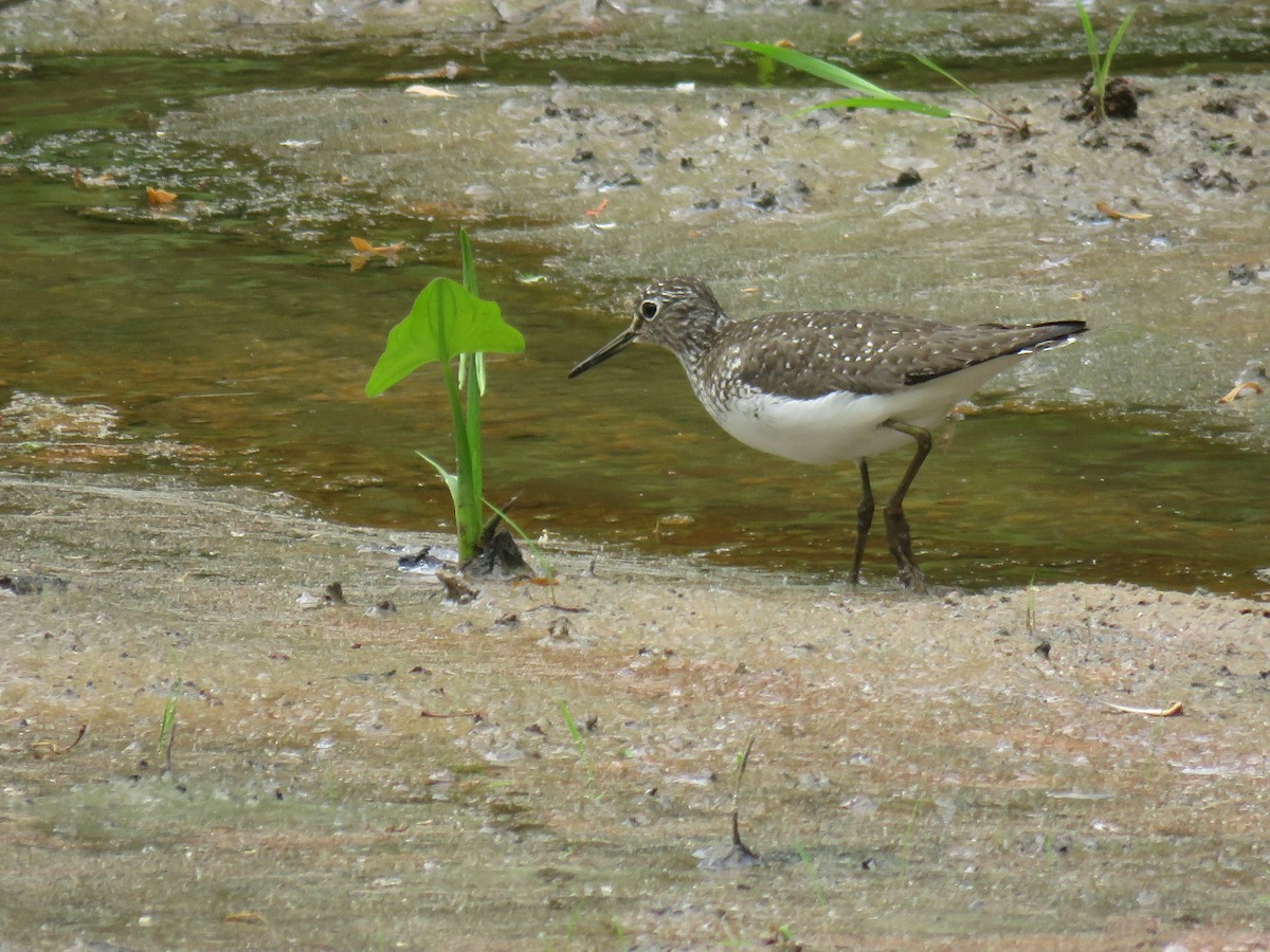 Solitary Sandpiper - Marisa Rositol